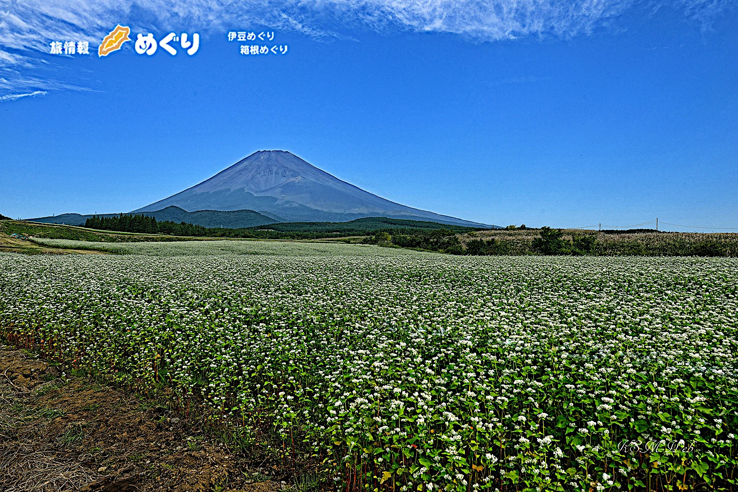 裾野市十里木の蕎麦畑と富士山の写真