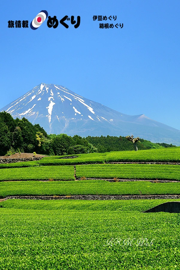 富士市大渕笹葉から見た富士山の写真