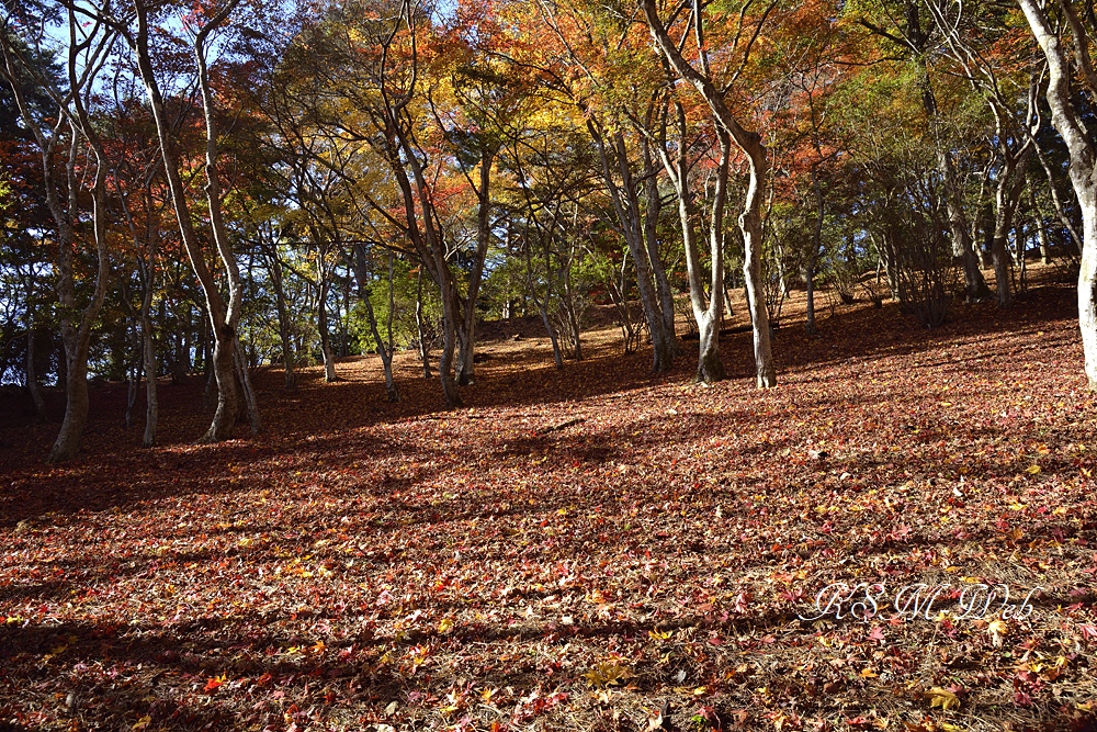 修善寺自然公園 もみじ林の紅葉