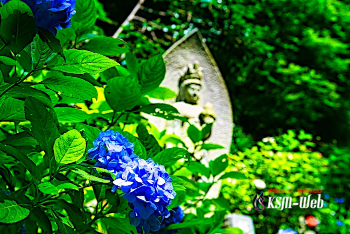 阿弥陀寺の紫陽花と石仏