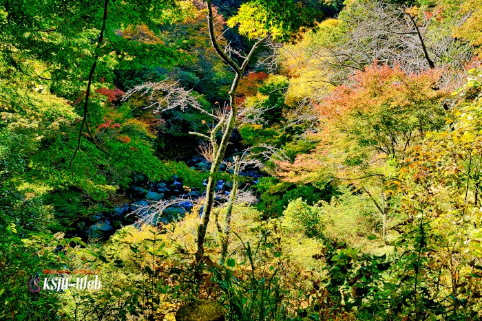 堂ヶ島渓谷紅葉の画像です