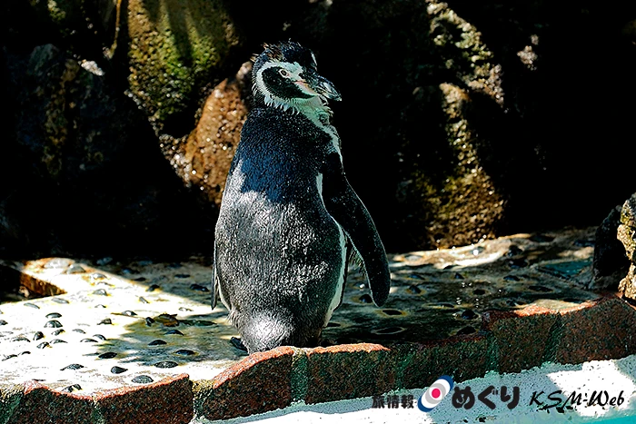 下田海中水族館　 ペンギン