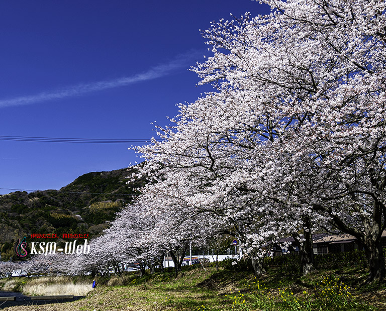 松崎町那賀バイパスの桜