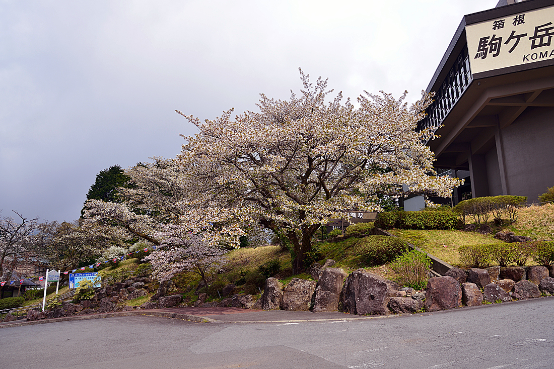 箱根園 湖畔の一本桜