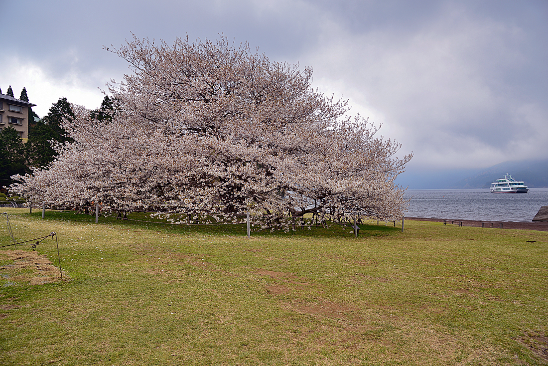 箱根園 湖畔の一本桜