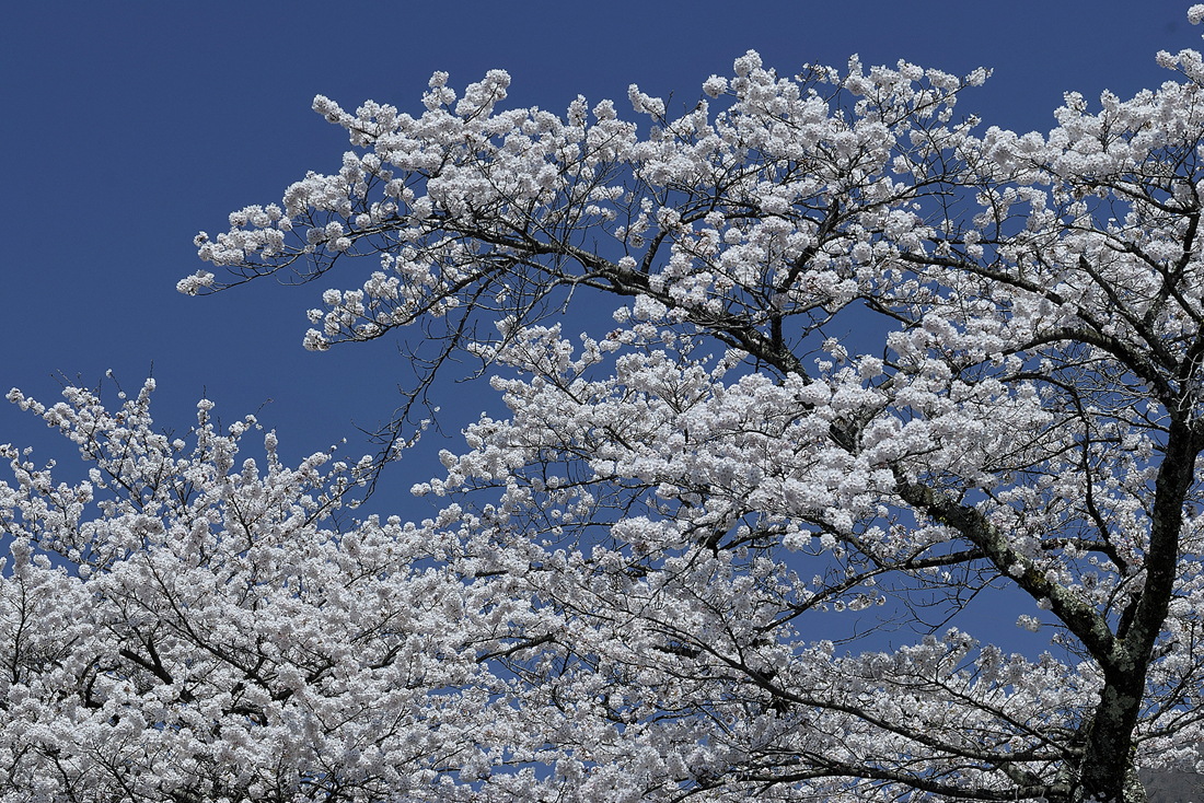宮城野早川堤の桜並木