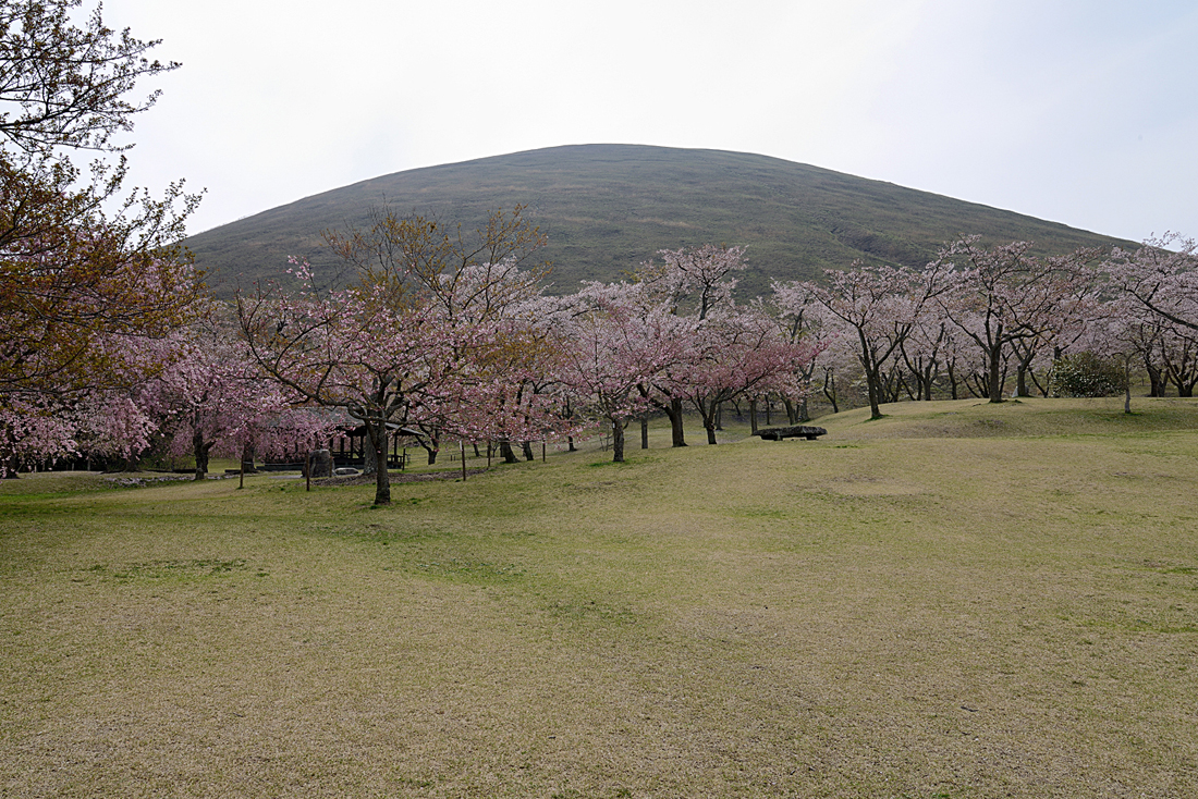 伊東さくらの里の桜