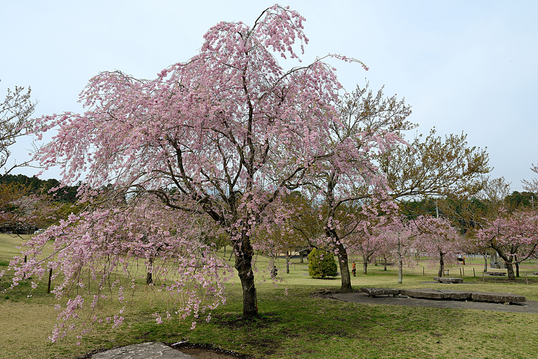 伊東さくらの里の桜
