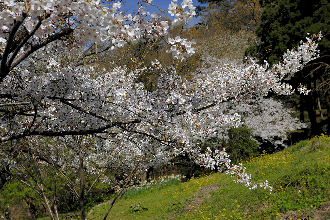 黄金崎公園の桜