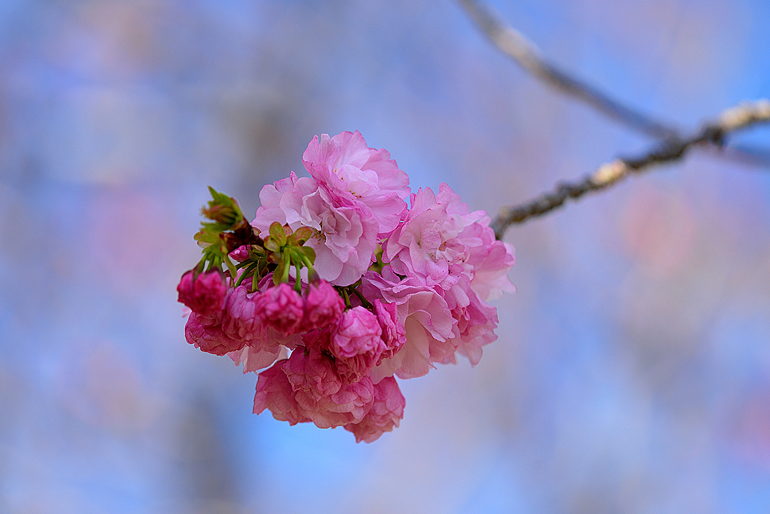 三島遺伝学研究所の桜