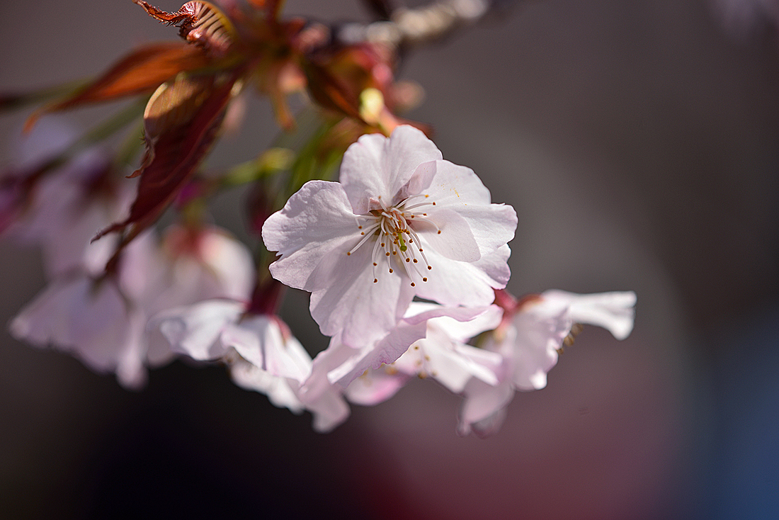 三島遺伝学研究所の桜