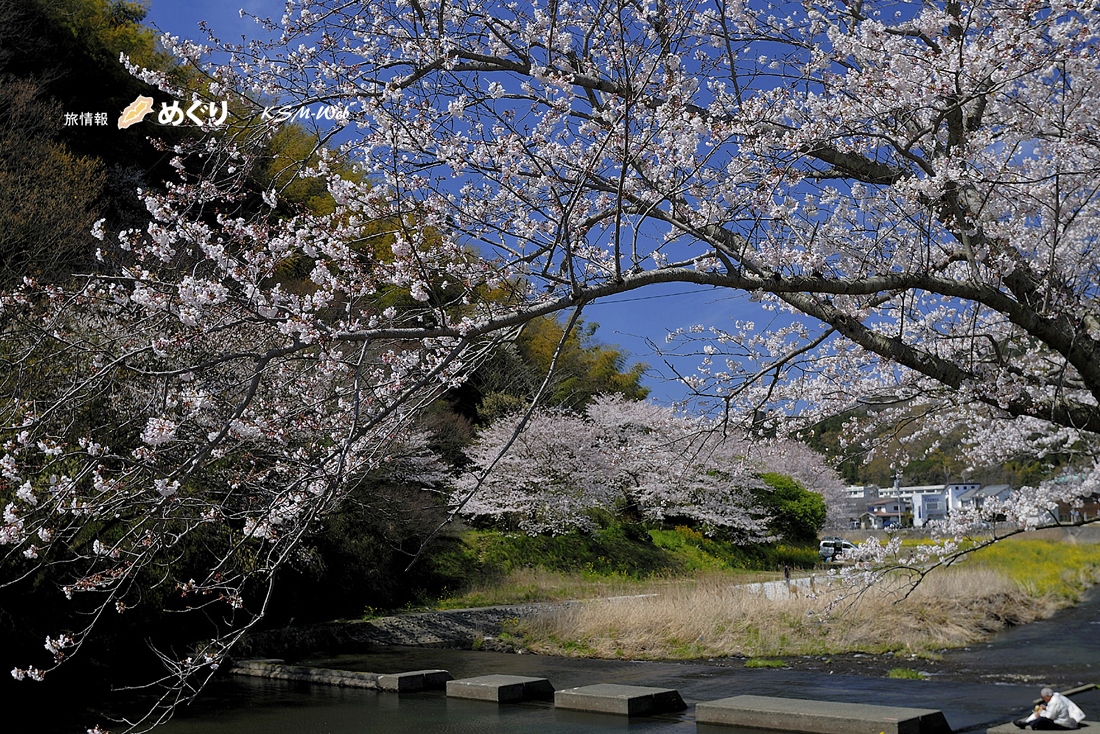 那賀バイパスの桜並木
