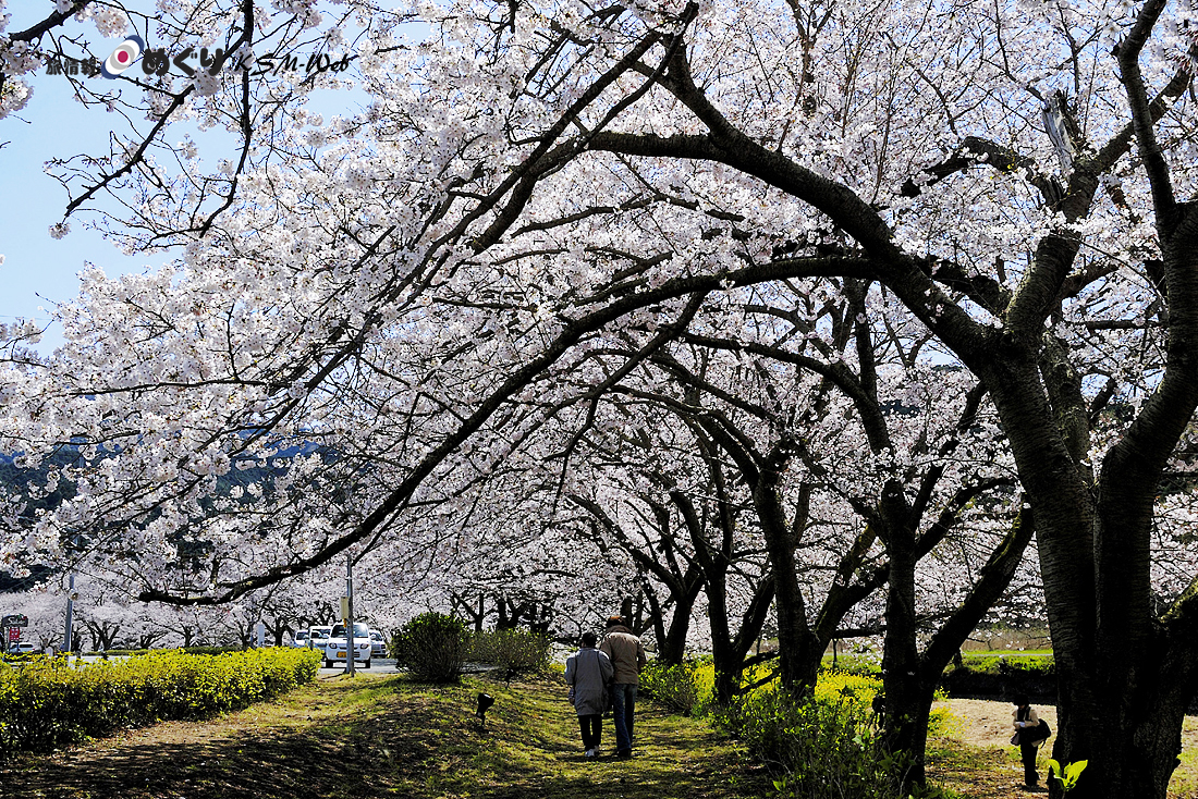 那賀バイパスの桜並木