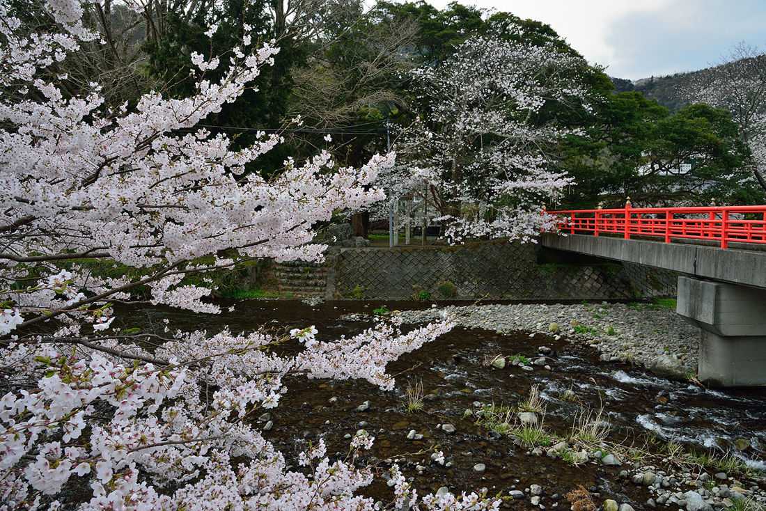 大沢温泉の桜並木