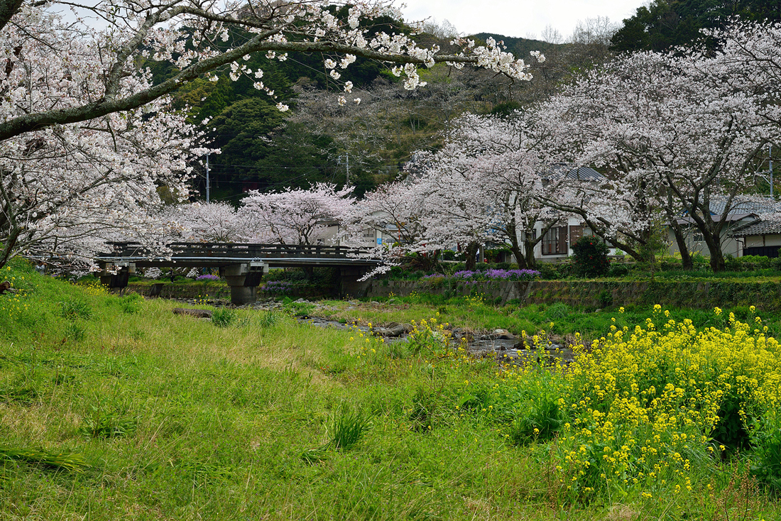 大沢温泉の桜並木