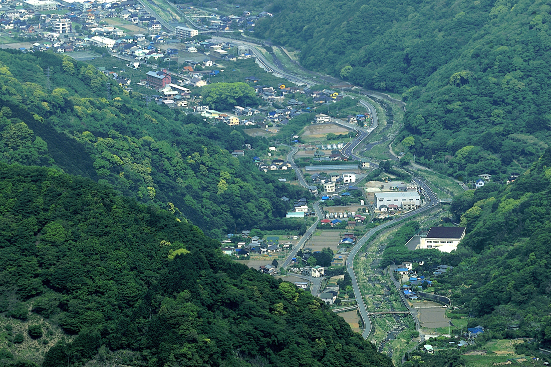 新緑の達磨山