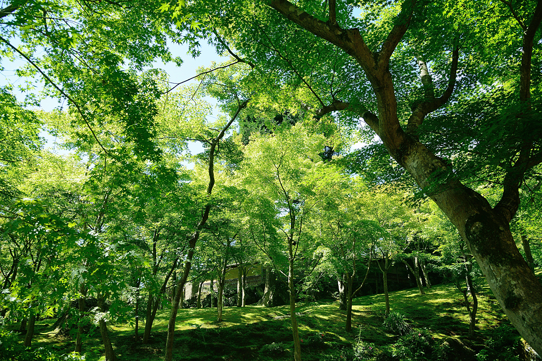 新緑の箱根美術館