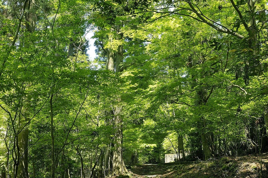 新緑の昭和の森