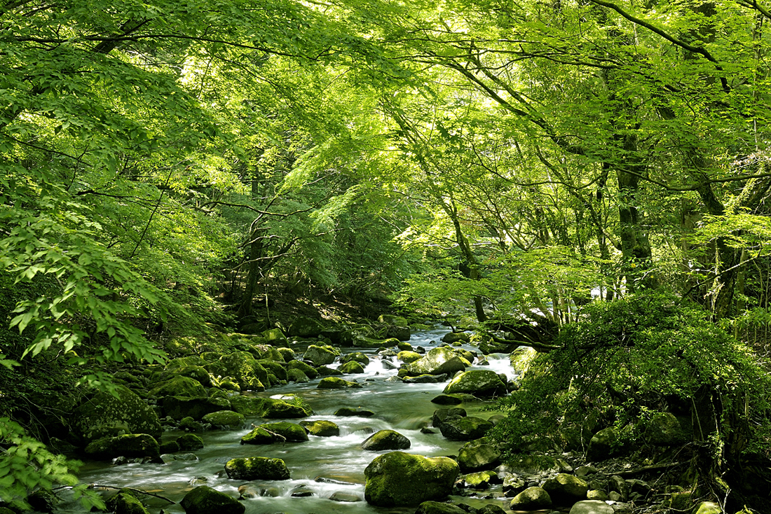 新緑の昭和の森