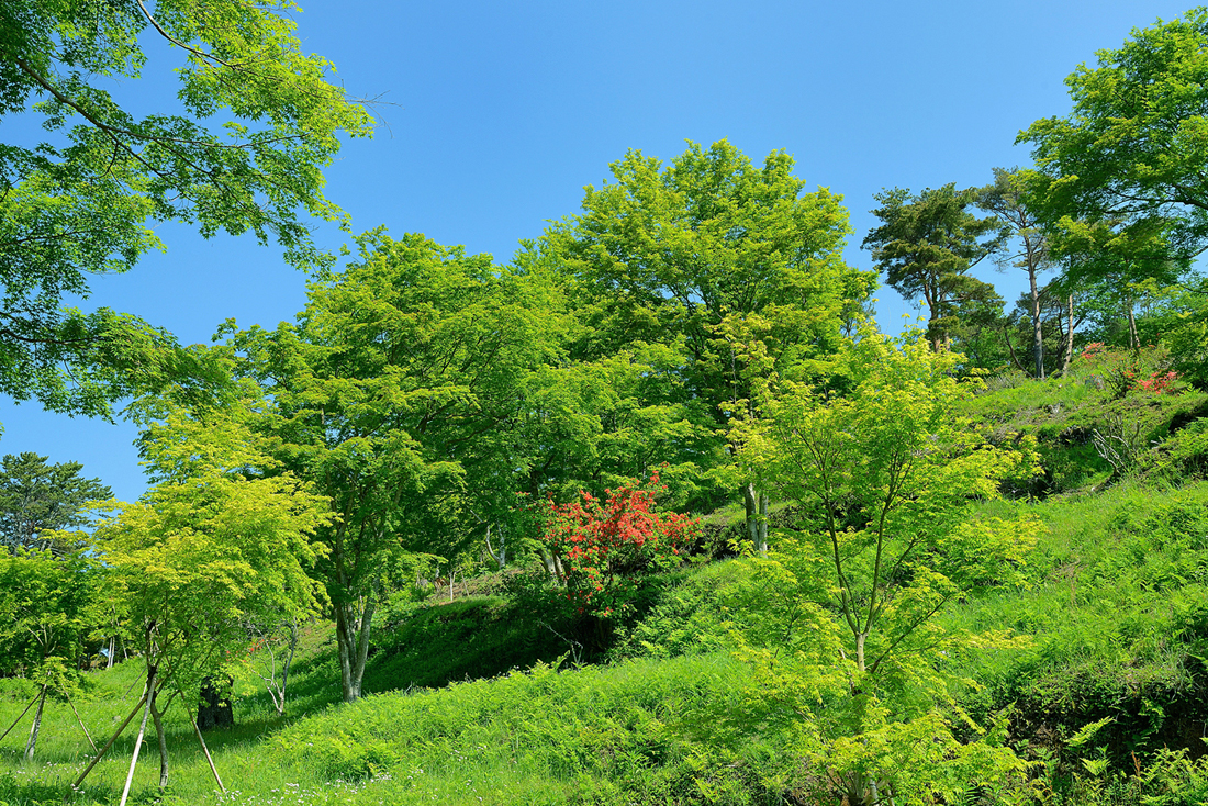 新緑の修善寺自然公園もみじ林