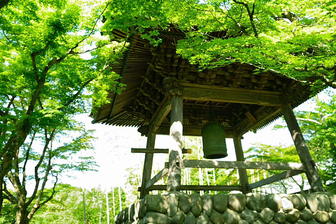 新緑の修善寺自然公園もみじ林