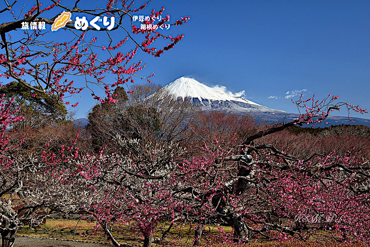 岩本山の梅と富士山_２