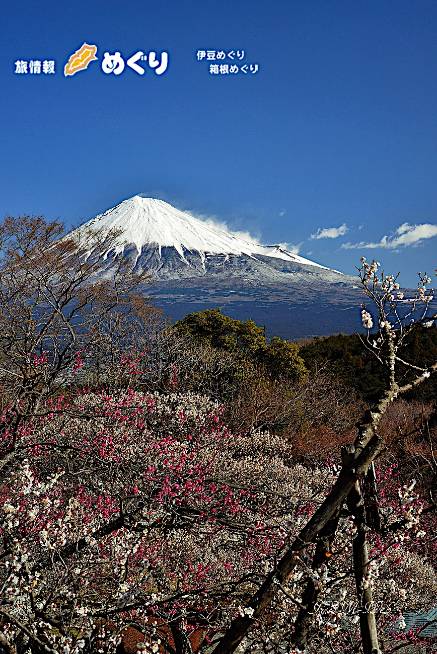 岩本山の梅と富士山