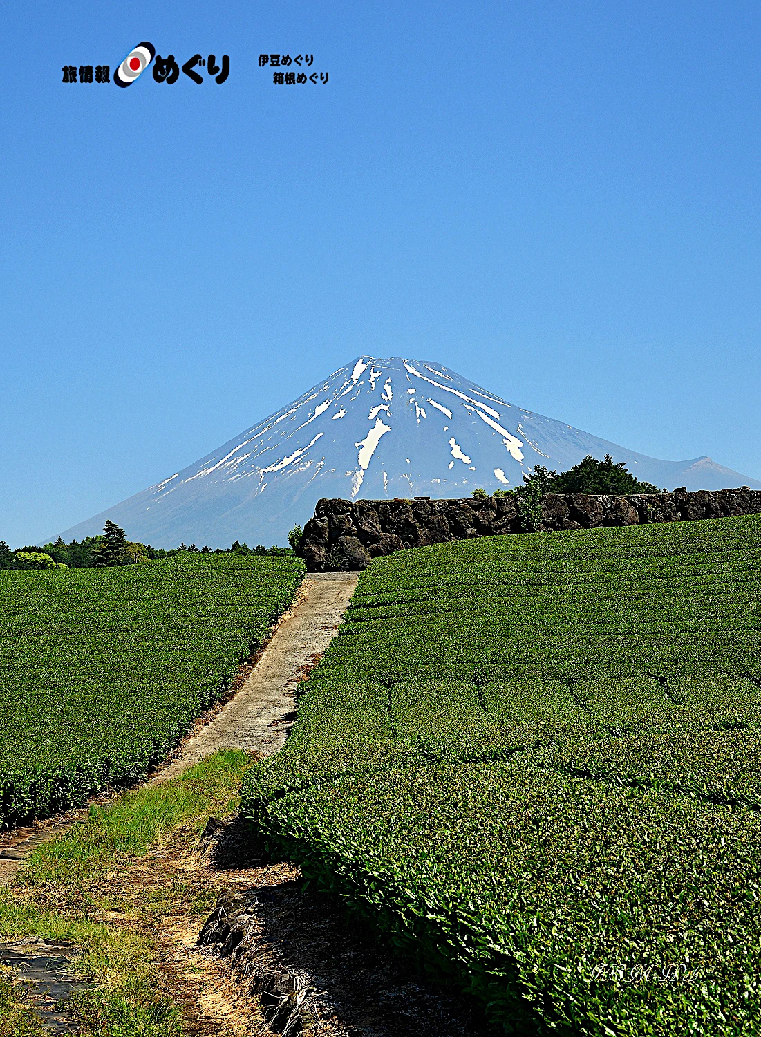 富士山と茶畑