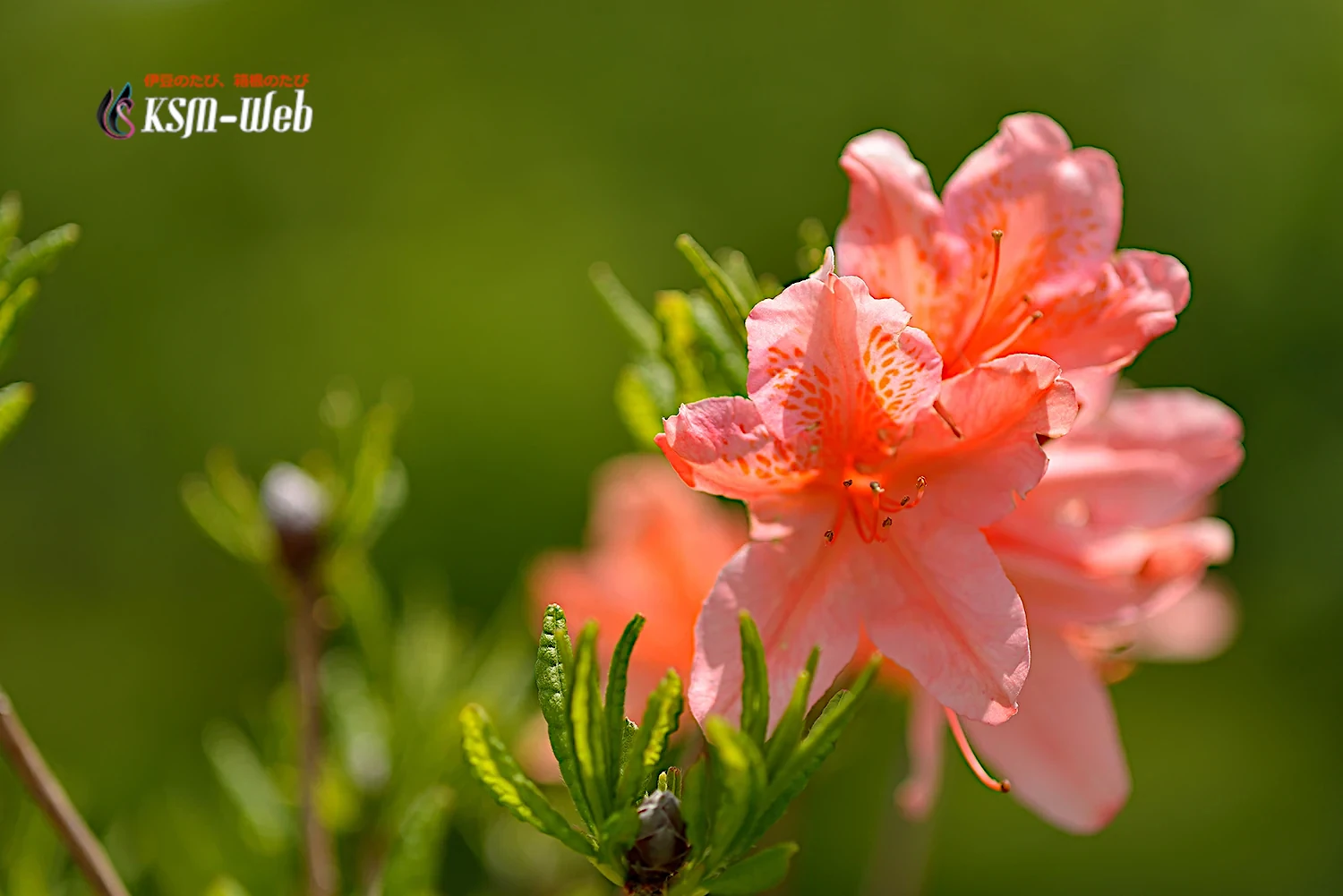 箱根湿生花園のレンゲツツジの写真