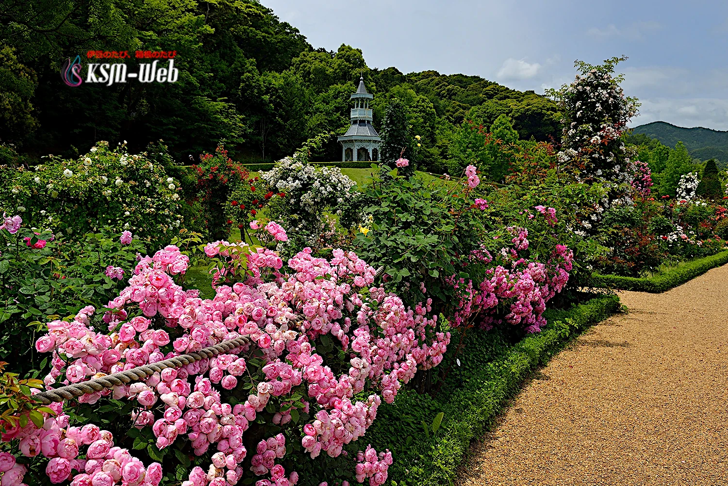 河津バガテル公園秋バラの写真