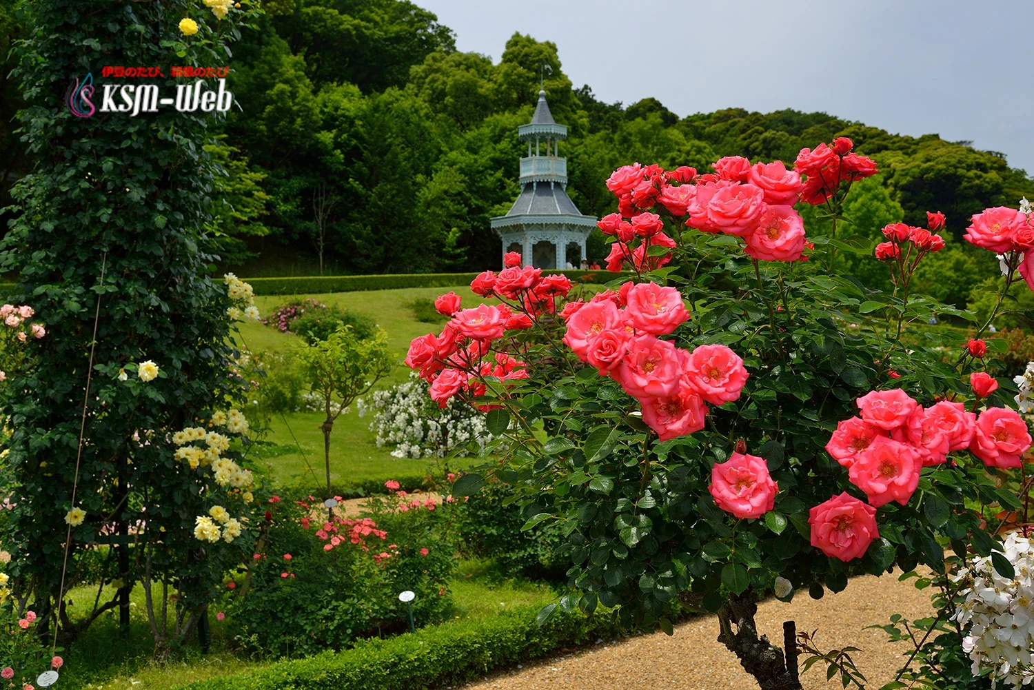 バガテル公園の秋バラ