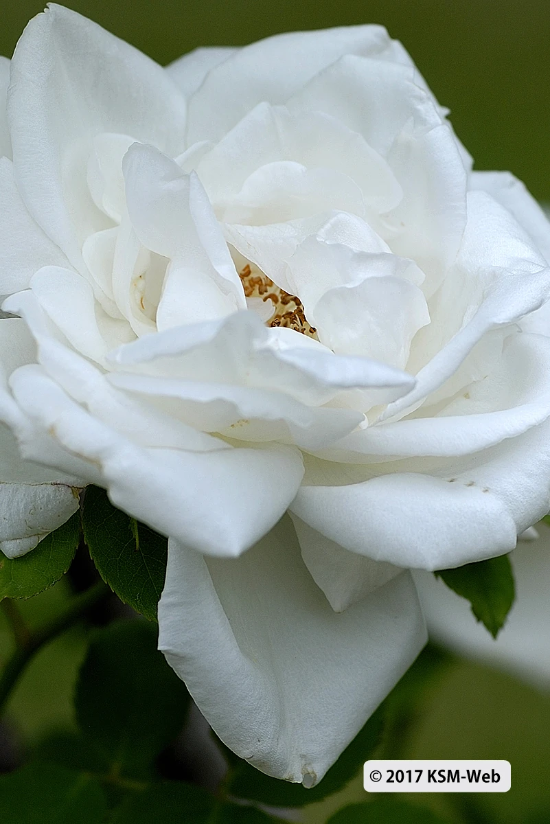 修善寺虹の郷の花写真