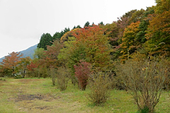 西臼塚駐車場周辺の紅葉