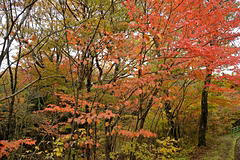 西臼塚駐車場周辺の紅葉