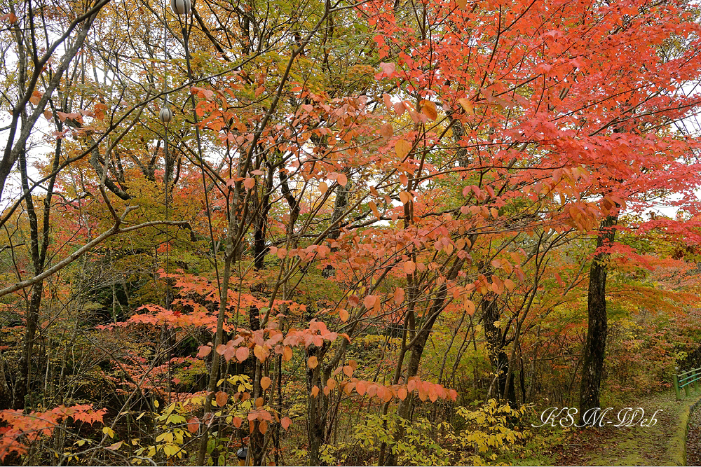 裾野十里木の紅葉
