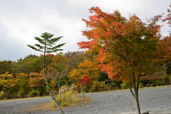 西臼塚駐車場周辺の紅葉