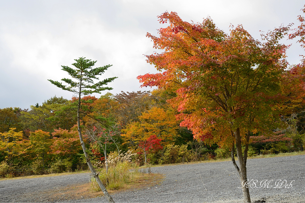 西臼塚駐車場周辺の紅葉