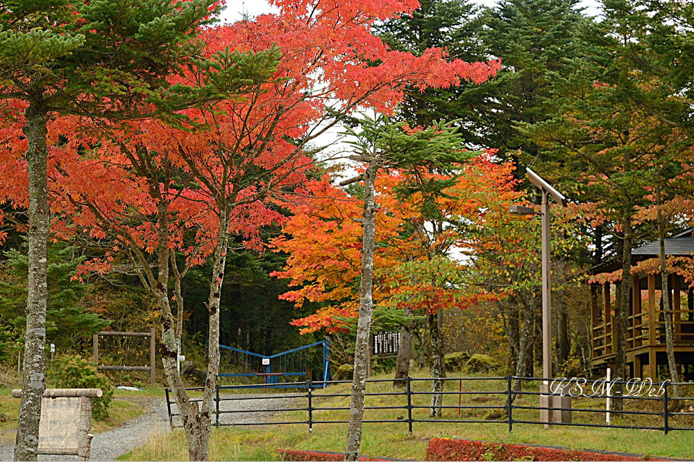 西臼塚駐車場周辺の紅葉