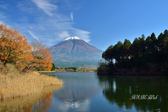 田貫湖の紅葉と富士山
