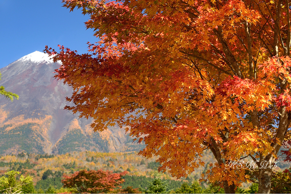 西臼塚駐車場周辺の紅葉