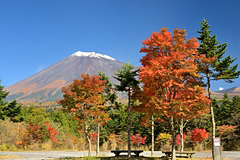 西臼塚駐車場周辺の紅葉