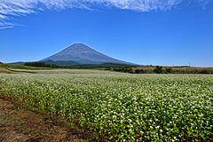 裾野十里木のソバ畑