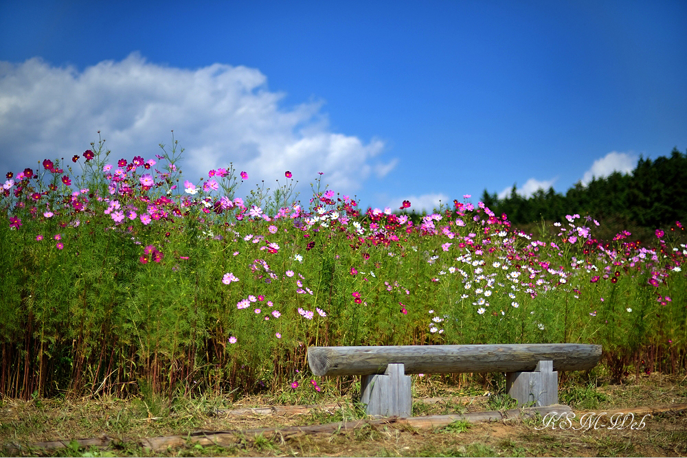 裾野市パノラマロードのコスモス