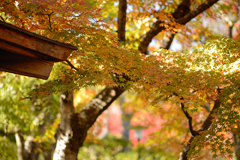 箱根美術館モミジの紅葉