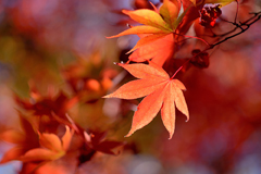 箱根美術館モミジの紅葉