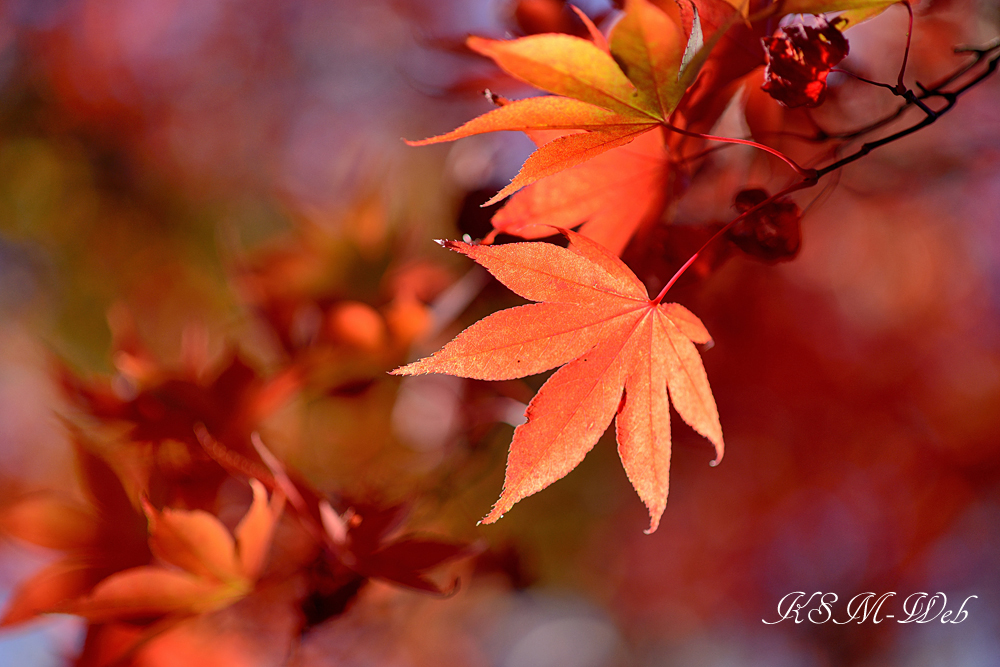 箱根美術館モミジの紅葉