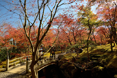箱根美術館庭園の紅葉