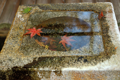 箱根美術館の紅葉