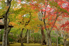 箱根美術館庭園の紅葉