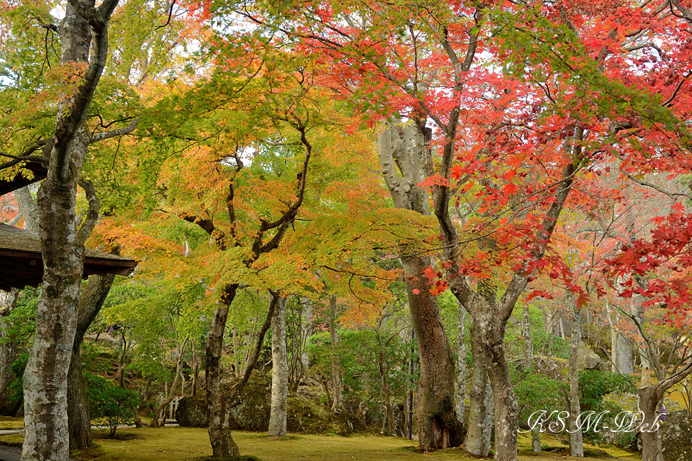 箱根美術館庭園の紅葉